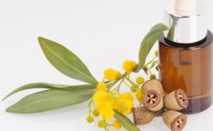 Dầu Bạch Đàn Chanh - Vũ Hương Tinh Dầu Thiên Nhiên