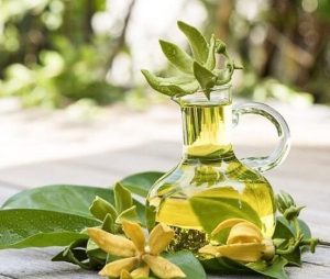 Tinh dầu Ngọc Lan Tây - Vũ Hương Tinh Dầu Thiên Nhiên