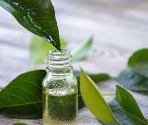 Tinh dầu Trà Xanh