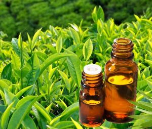 Tinh dầu Trà Xanh