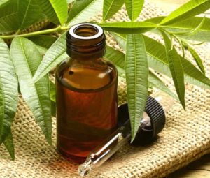 tinh dầu Tràm Trà