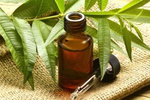 Hướng dẫn dùng tinh dầu tràm trà để làm đẹp đúng cách