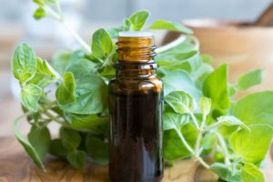 5 Lợi ích bất ngờ của tinh dầu kinh giới nguyên chất